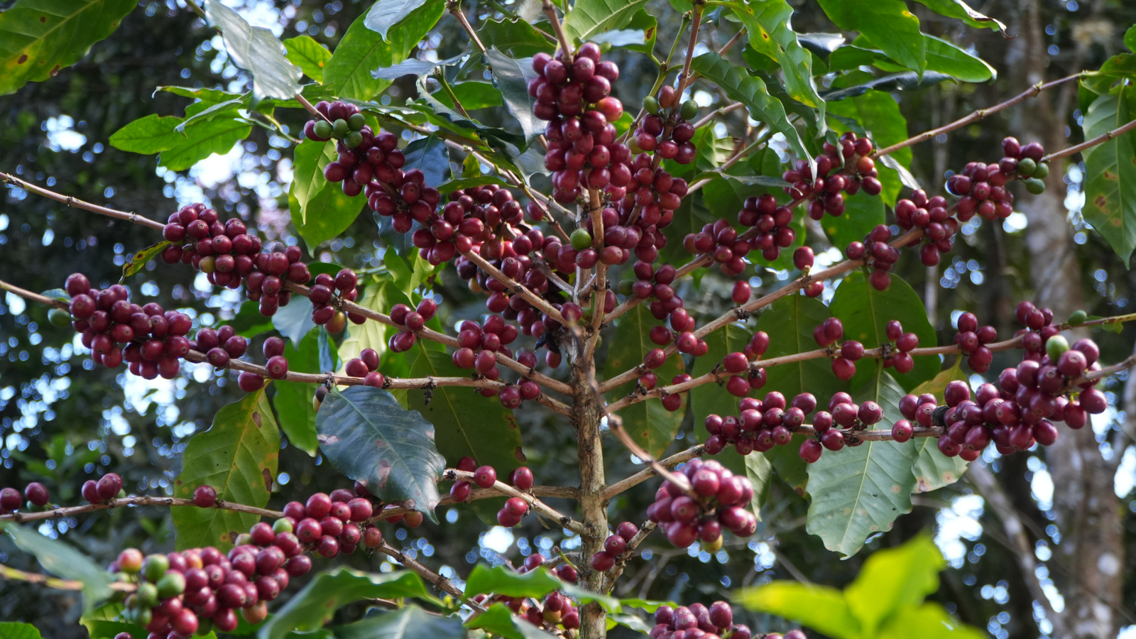 Producción agrícola con enfoque orgánico y sostenible