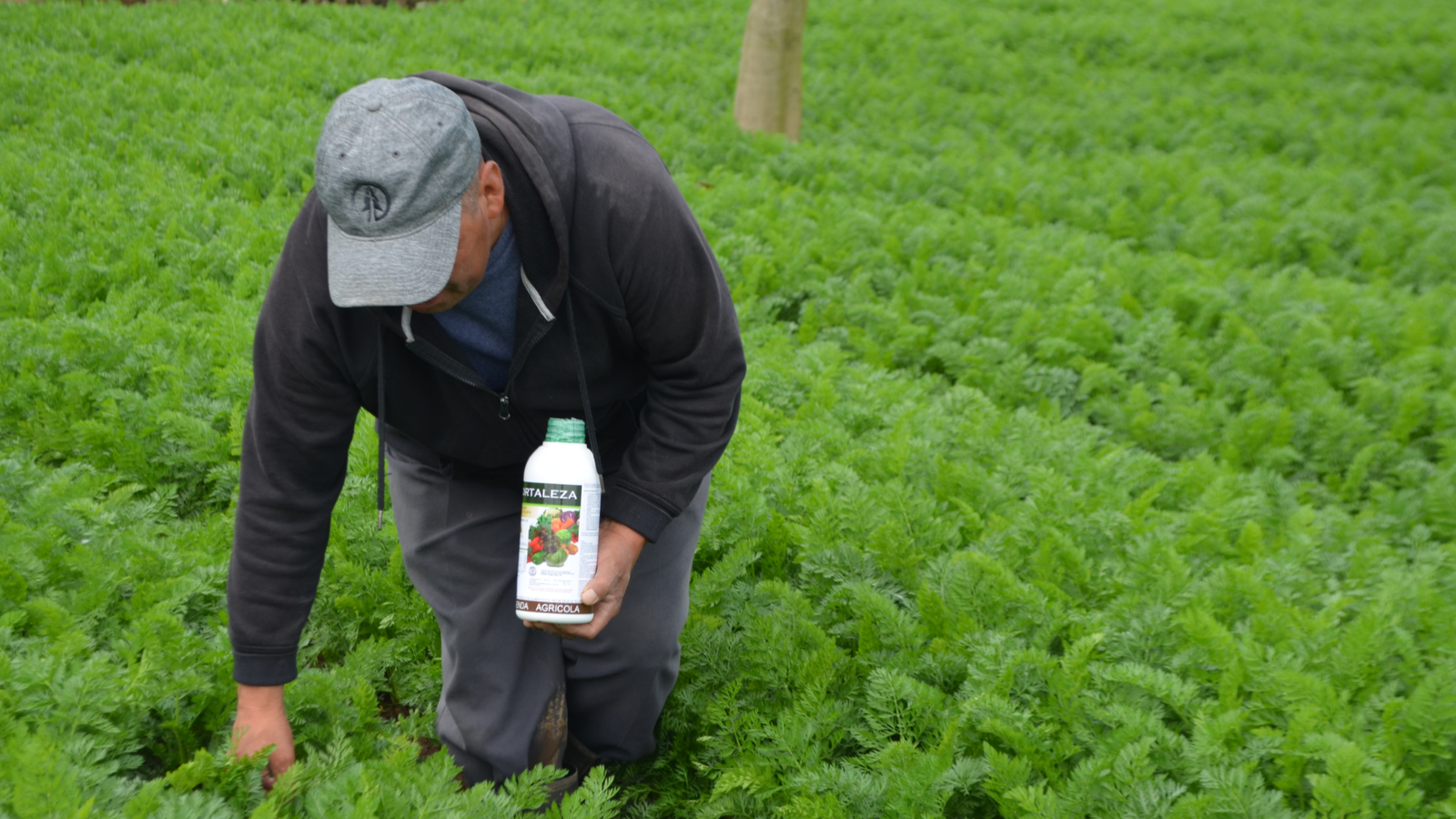 Personal de Fertiorgánico supervisando cultivo