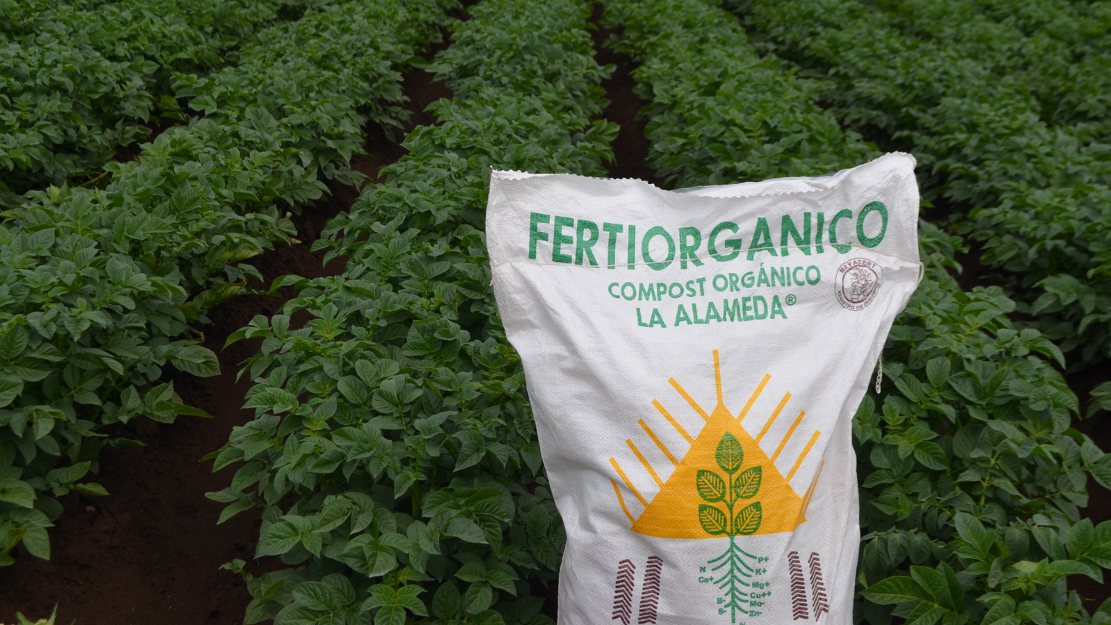 Servicio agrícola en campo 4
