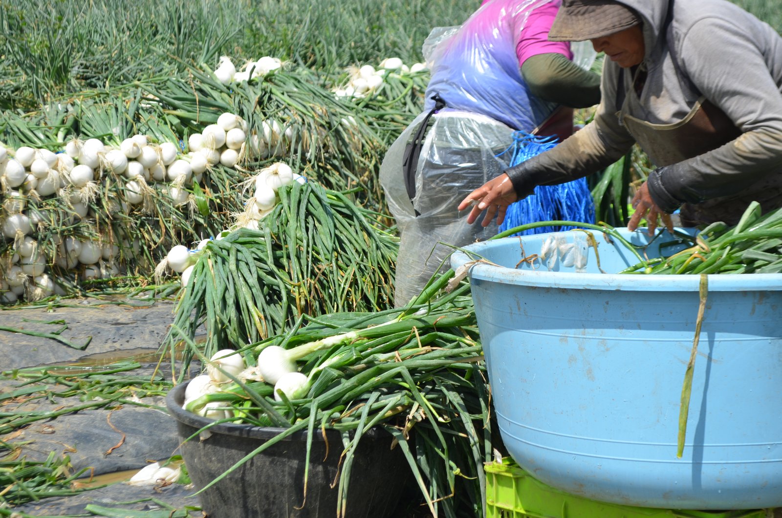 Equipo Fertiorgánico trabajando con productores