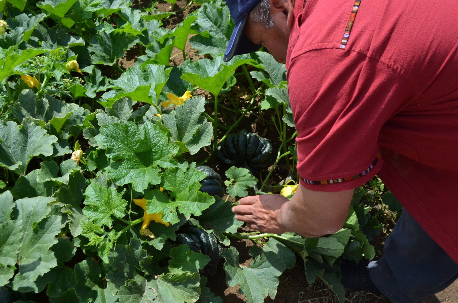 Monitoreo de resultados agrícolas